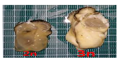 Photo showing difference of oyster flesh between diploid oyster and triploid oyster