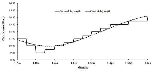 The photoperiod for induction of sexual maturation of yellowtail (S. quinqueradidiata).