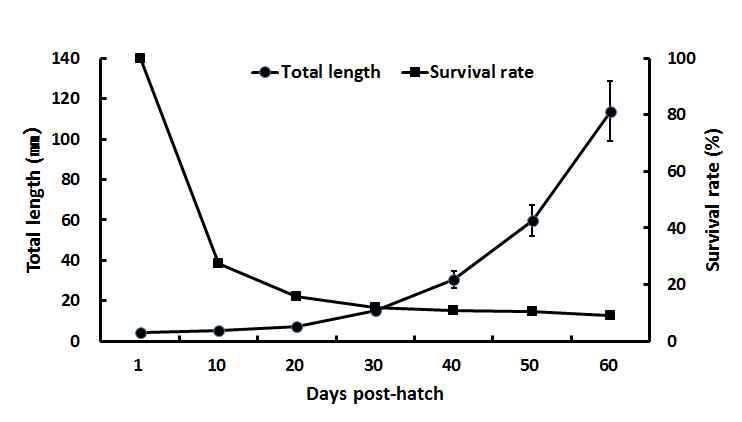 Total length and survival rate of yellowtail kingfish (S. lalandi) larvae during 60 days post-hatch.
