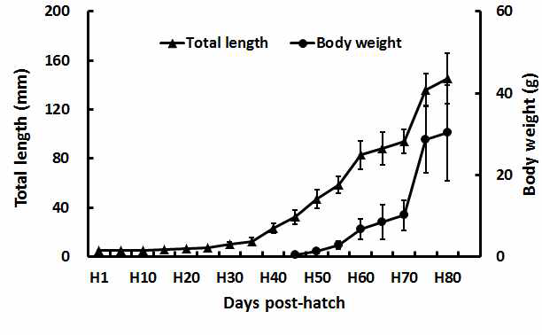 Total length and body weight during 80 days post-hatch of yellowtail kingfish (S. lalandi) larvae.