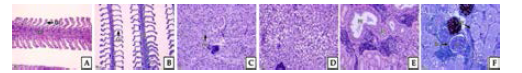 Histological microscopy in Pagrus major. A-B: gill, C-D: liver, E-F: kidney. A, C, D, E: H-E staining . B, F: AB-PAS(pH 2.5) reaction. Bc: Bowman's capsule, G: glomerulus, Gf: gill filament, Gl: gill lamella , Hc: hepatocyte, Rt: renal tubule
