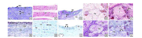 Histological microscopy in Haliotis discus hannai. A-B: mantle, C-D: gill, E-F: foot, G-H: digestive gland, I: basophill cell, J: lipofuscin, A, C, E, G, I: H-E staining. B, D, F, H: AB-PAS(pH 2.5). J: Masson triple staining. Bpc: basophill cell, Ct: connective tissue, Dg: digestive gland, El: epitheliopathy, Hs: hemolymp sinus, L: digestive gland lacuna, Lp: lipofuscin, Mc: mucus cell, Mfb: muscle fiber bundle