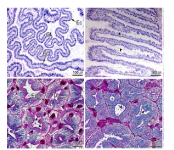 Histological microscopy in Haliotis discus hannai. A: normal gill tissue exposed at 7℃, 20℃. B: gill, gill plate, epithelial cell pycnosis (black arrow head), necrosis (white arrow head). C: normal hepatopancreas tissue, eosinophilic cell (Epc), epithelial cell (Ec), digestive tube (Dt) at 7℃ and 20℃. D: neutral mucus granule (black arrow head), oncocytoma condensation at 30℃