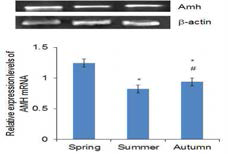 Seasonal difference of Amh mRNA expression on seabream, Pagrus major