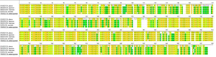 ITS DNA sequencing for 3 Suaeda species