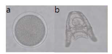 Shape of a fertilized egg(a) and a normal pluteus embryo(b), H. pulcherrimus.