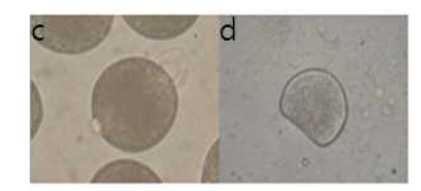 Shape of a fertilized egg(c) and normal D-type embryo(d), C. gigas.