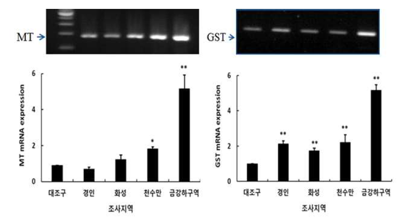 MT mRNA(left) and GST mRNA(right) levels of embryos exposed to pollution areas.*P<0.05 and **P<0.01 for control.