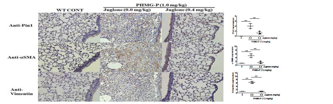 Immunohistological staining