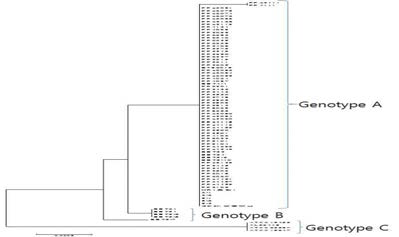 Phylogenetic tree of 16S rDNA of genome sequenced E. tarda