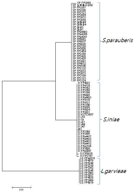Phylogenetic tree of 16S rDNA of genome sequenced S. iniae, S. parauberis and L. garvieae
