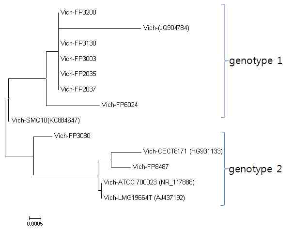 Phylogenetic tree of 16S rDNA of genome sequenced V. ichthyoenteri