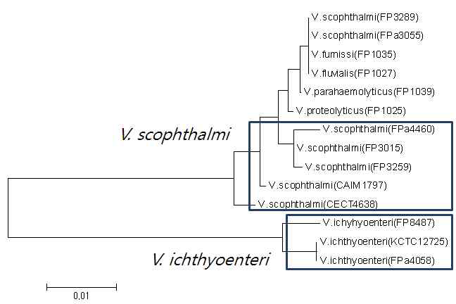 Phylogenetic tree of dnaJ of genome sequenced V. ichthyoenteri and V. scophthalmi