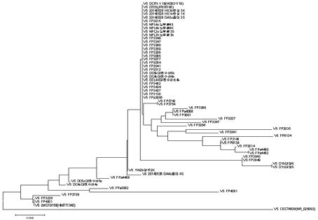 Phylogenetic tree of 16S rDNA of genome sequenced V. scophthalmi