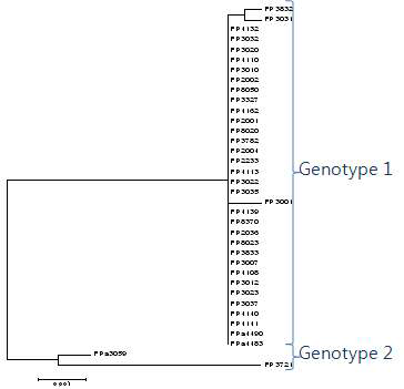 Phylogenetic tree of 16S rDNA of genome sequenced V. harveyi