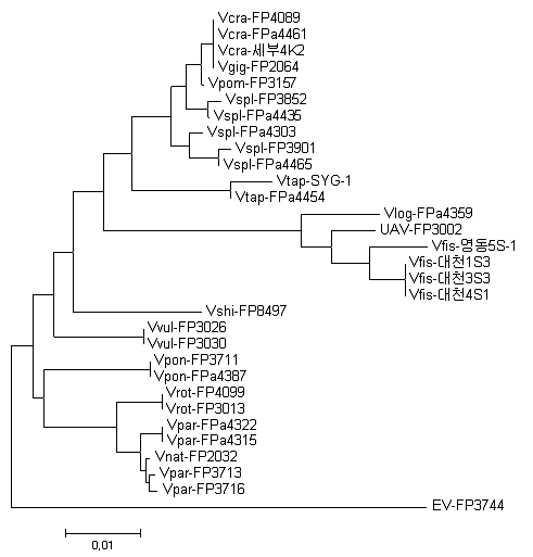 Phylogenetic tree of 16S rDNA of genome sequenced Vibrio spp