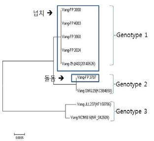 Phylogenetic tree of 16S rDNA of genome sequenced V. anguillarum