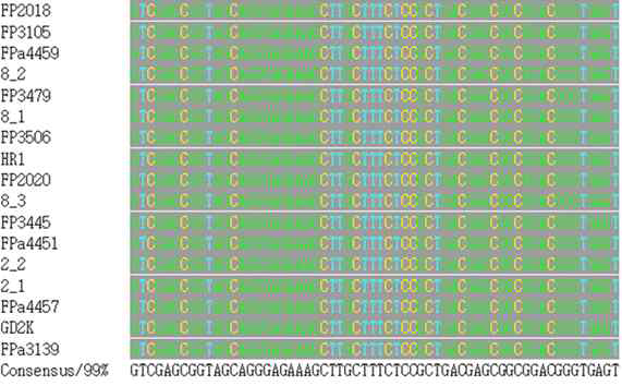 A consensus sequence created from 16S rDNA of E. tarda