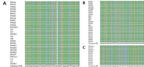 A consensus sequence created from 16S rDNA of Streptococcus spp