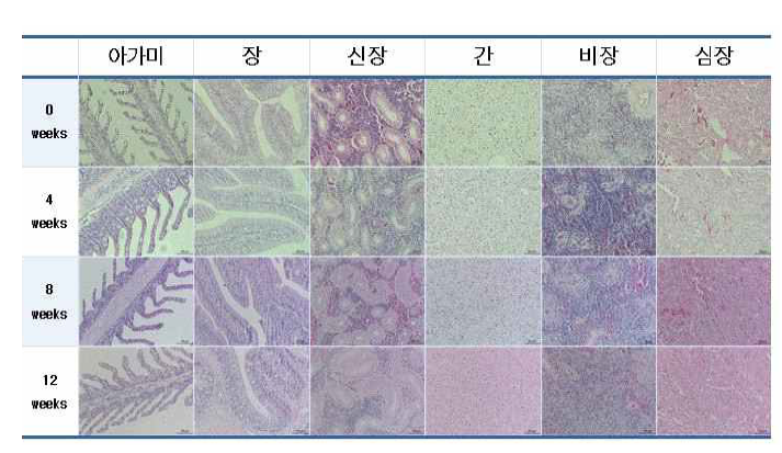 Pathohistological changes of eel natural products diets for 3 months.(color)