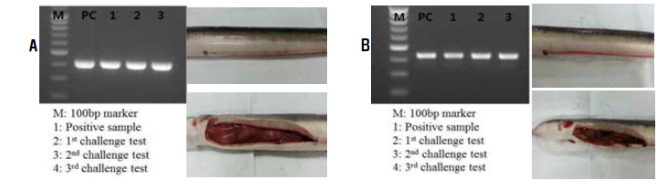 Detection of E. tarda(A) and V. anguillarum(B) for challenge test.