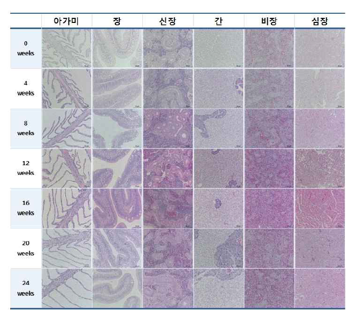 Pathohistological changes of olive flounder 0.01% natural products diets for 24 weeks