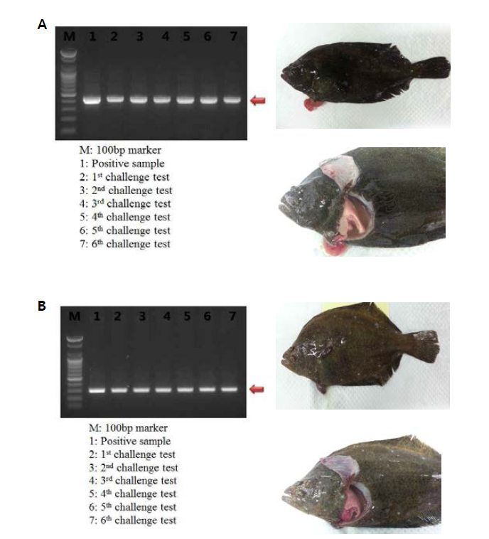 Detection of E. tarda (A) and S.iniae (B) for challenge test.