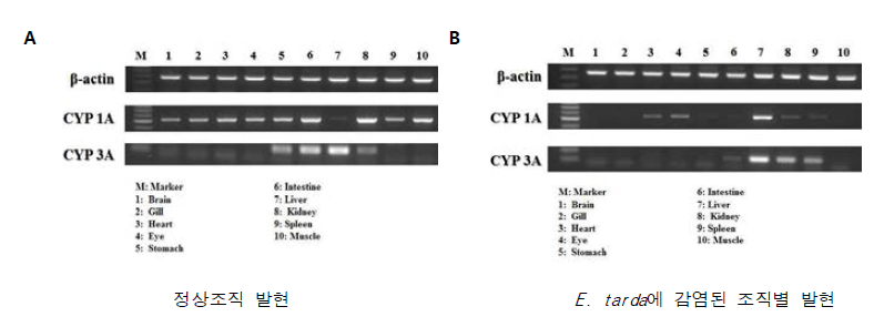 Comparison of tissue type expression pattern in eel.(black)
