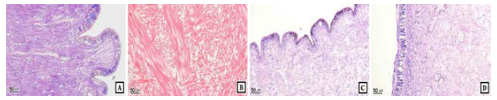 Histological alteration of foot of ablaone in salinity.