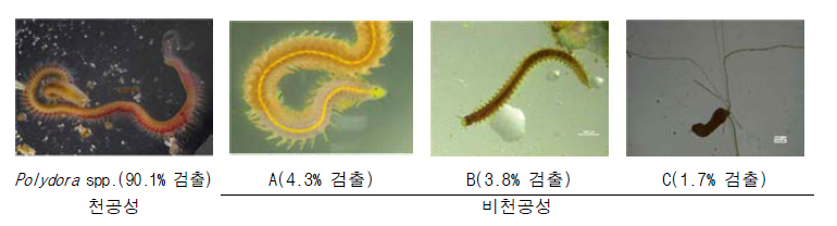 4 species of polydora of abalone in Wan-do.(컬러)