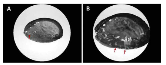 Boring characteristic of Polydora spp. in soft X-ray.(흑백)