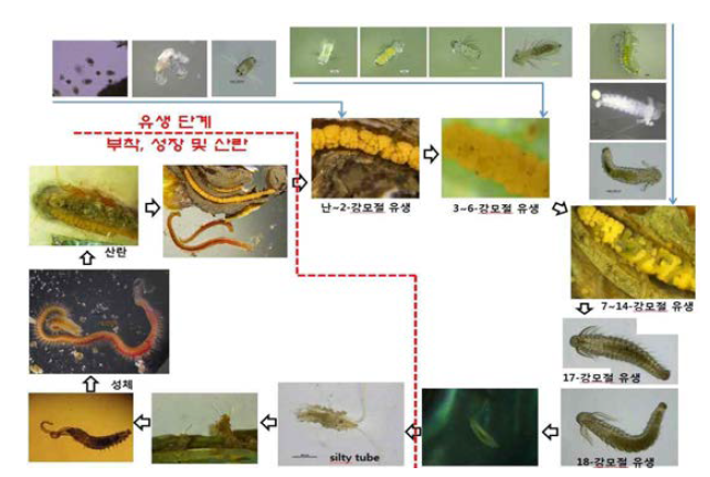 Life cycle of Polydora spp. (컬러)