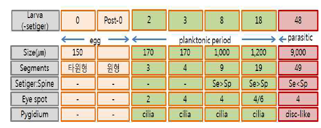Developmental size and characteristic of Polydaora spp.(흑백)