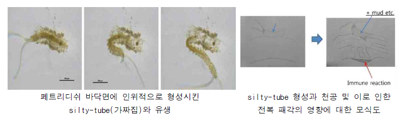 Mimetic diagram of silty-tube formation and effect of abalone shell.