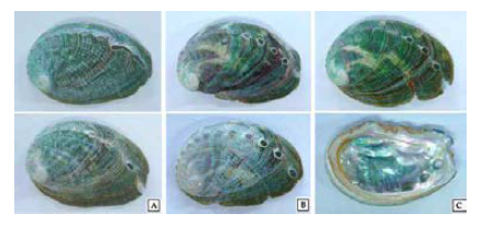 type of abalone abnormal shell.