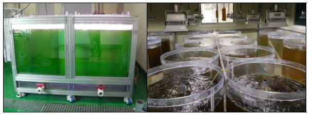 Picture of microalgae mass culture systems on the study.(흑백)