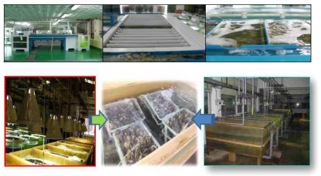 Indoor adults oyster, Crassostrea gigas management systems and conditioning experiments in the winter season.(흑백)