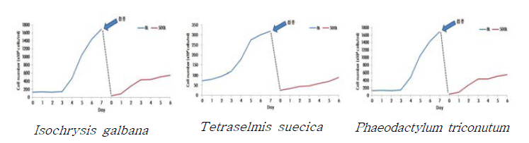 Variation of cell density of three microalgae species cultured on the semi-continuous cultural method using newly developed high density culture system.