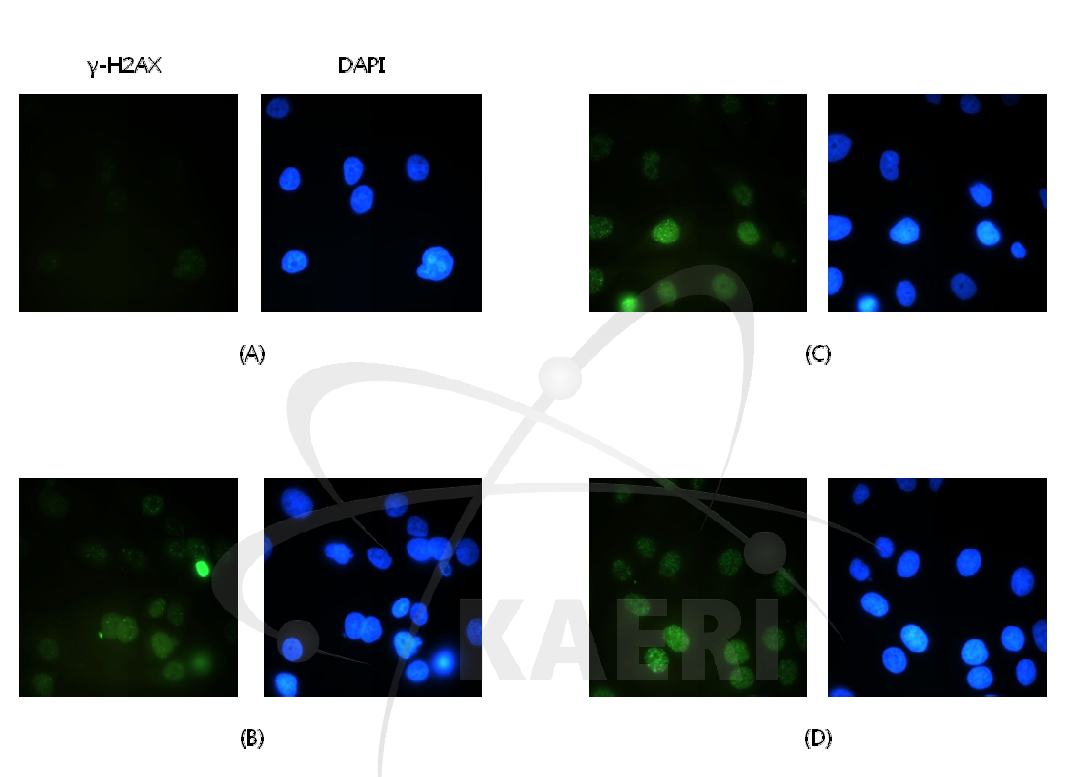 γ-H2AX evaluation in MCF-7 cell at 15 min post-irradiation: (A) 0, (B) 1 Gy, (C) 5 Gy and (D) 10 Gy.