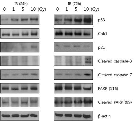 p53 activates p21 but not proapoptotic targets at 24 h post-irradiation. Western blot analysis of HeLa cells. HeLa cells were isolated and analyzed for the expression of proteins related to cell cycle arrest and apoptosis at the indicated incubation time. β-actin was used as a loading control.