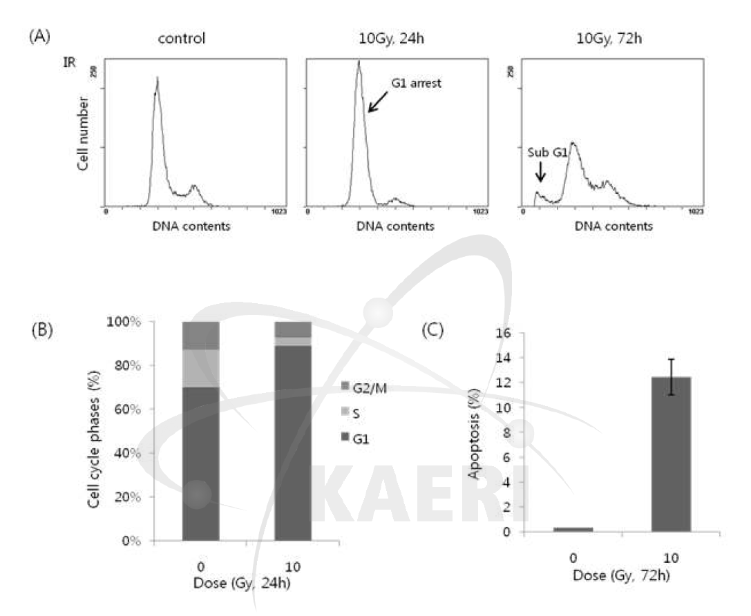 The induction of p21 by p53 influences cell cycle distribution. (A) Repregentitive histograms analyzed by flow cytometry showing G1 arrest 24h post treatment and apoptotic sub G1 fraction at 72h. (B) Cell cycle distribution at 24h post-irradiation. (C) Percentage of apoptosis in HeLa cells 72h post treatment. Any sub-G1 populations were counted as apoptotic cells.