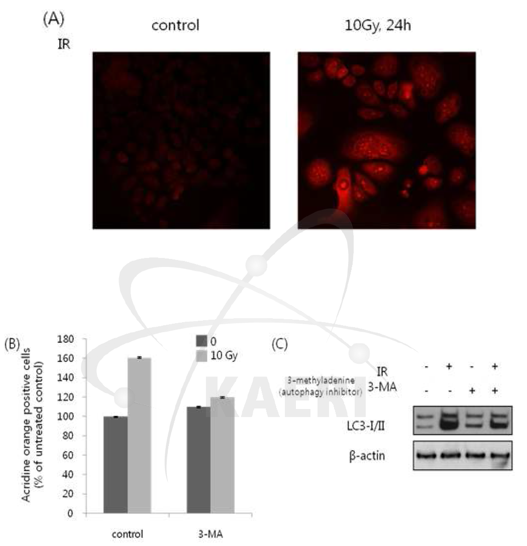 Low levels of p53 trigger autophagy. (A) Detection of radiation-induced appearance of autophagic organelles by vital staining with lysosomotropic agents, acridine orange. (B and C) Effects of inhibitors for autophagy, 3-MA, on acridine orange positive (+) cells and the conversion of LC3-I to LC3-II, respectively.