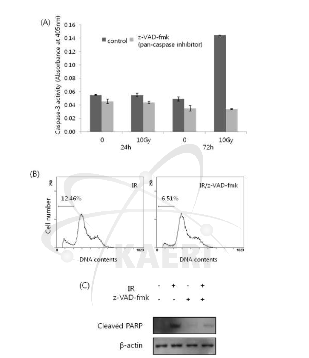 High levels of p53 trigger apoptosis. (A) Caspase-3 activity as measured by caspase-3 colorimetric assay kit at the indicated time incubation. Z-VAD-fmk ompletely blocked caspase-3 activity at 72h post-irradiation. (B) Apoptosis (%) was abrogated by z-VAD-fmk. (C) Cleaved PARP expression induced by apoptotic cell death was reduced by z-VAD-fmk treatment.