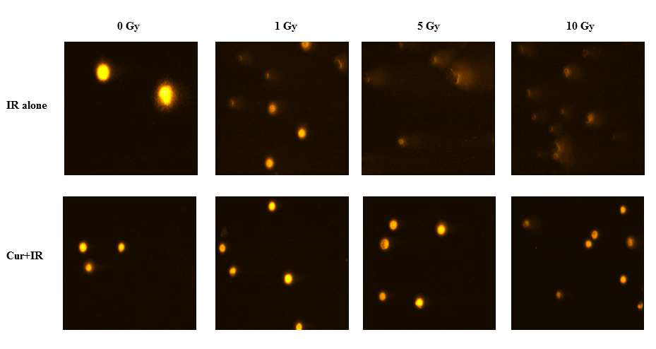 Comet images of the IR alone and curcumin plus IR group in HepG2 cells.