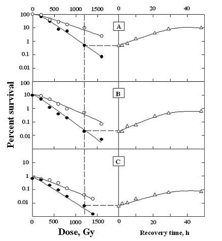 Survival curves ((A)-(C), left panel) obtained immediately after γ-irradiation (closed circles) and after complete post-irradiation recovery (open circles); cell survival((A)-(C), right panel); (A).the first irradiation; (B).the second exposure; (C).the third exposure. Experiments were performed with diploid S. cerevisiae yeast cells, strainXS800.