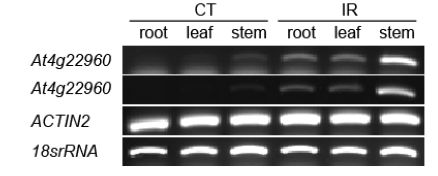 애기장대 야생형에 감마선 200 Gy 조사 후 조직별 At4g22960 발현 양상 비교.