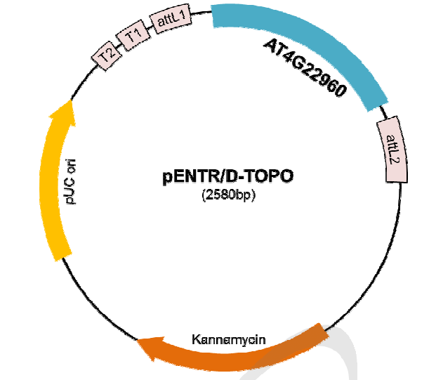 pENTR::AT4G22960의 유전자 지도.