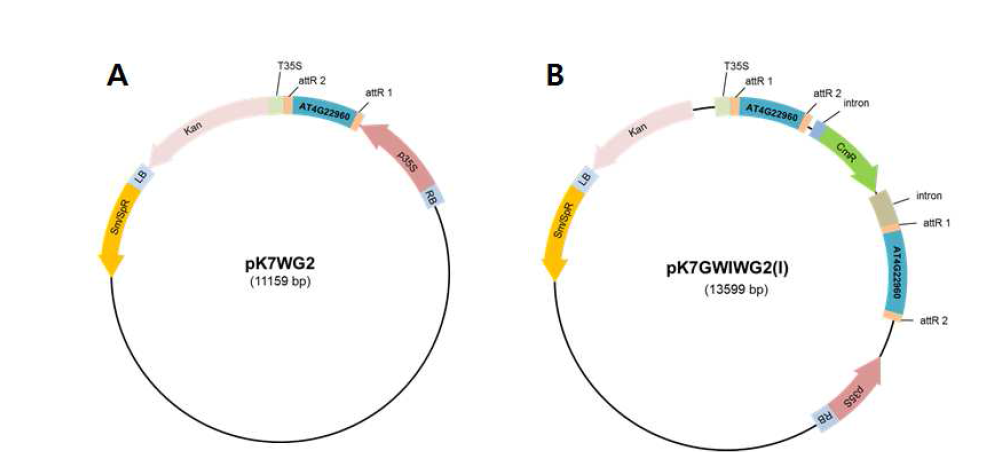 pK7WG2::AT4G22960와 pK7GWIWG2(I)::AT4G22960의 유전자 지도.