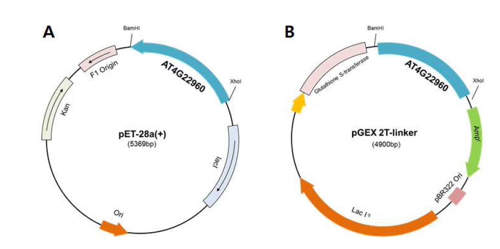 pET28a::AT4G22960와 pGEX2T::AT4G22960의 유전자 지도.