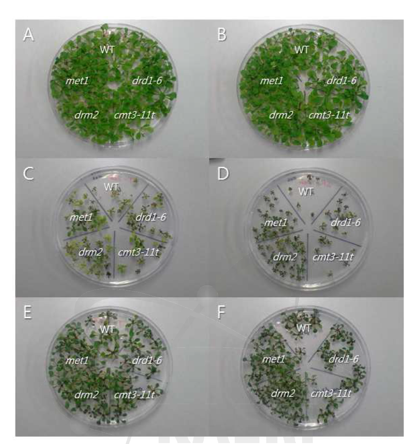 WT과 met1, drm2, cmt3-11t, drd1-6 mutant들에서 감마선 조사(B, D,F)와 zebularine(C, D) 및 trichostatin A(E, F) 처리에 따른 생육차이